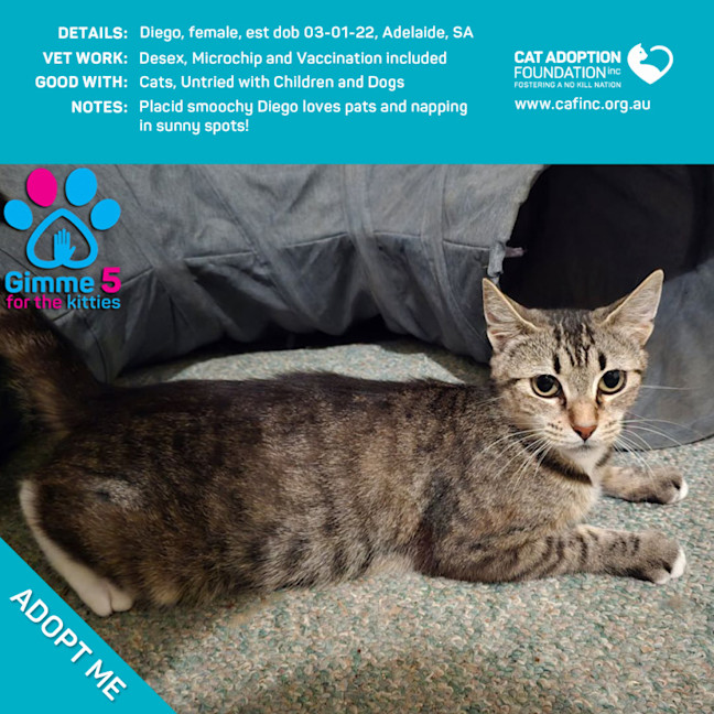 Photo of Diego Only $50 Limited Time!