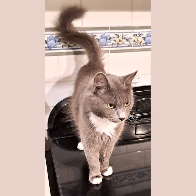 Photo of Violet 
