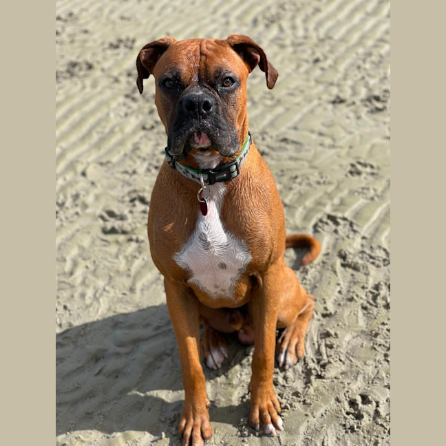 Photo of Chops