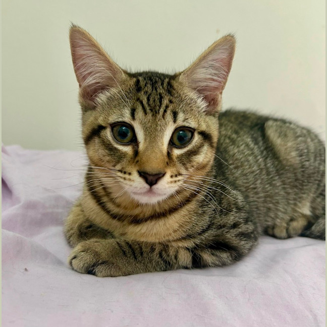 Photo of Lemon Squeezy