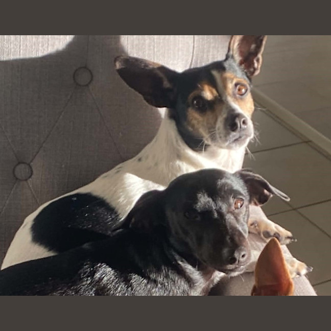 Photo of Rocky