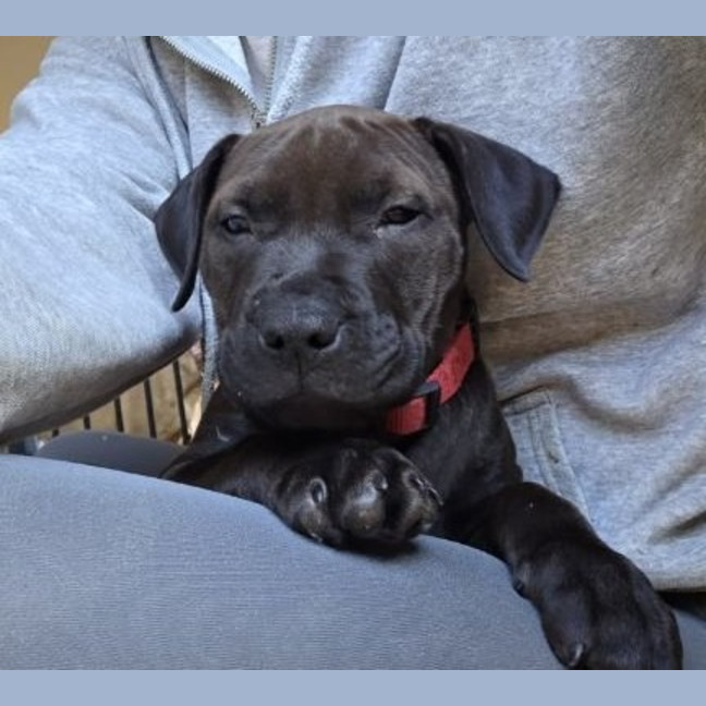 Photo of Hershey