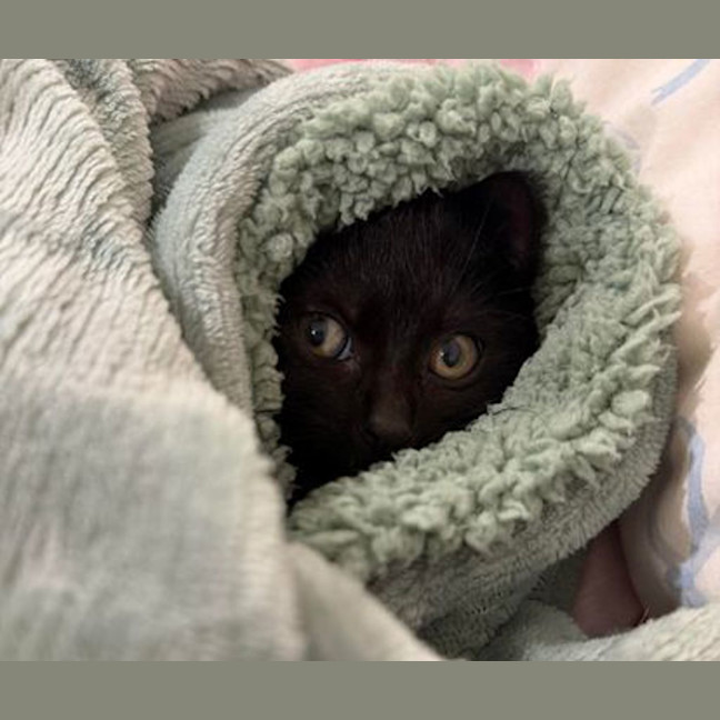 Photo of Midnight