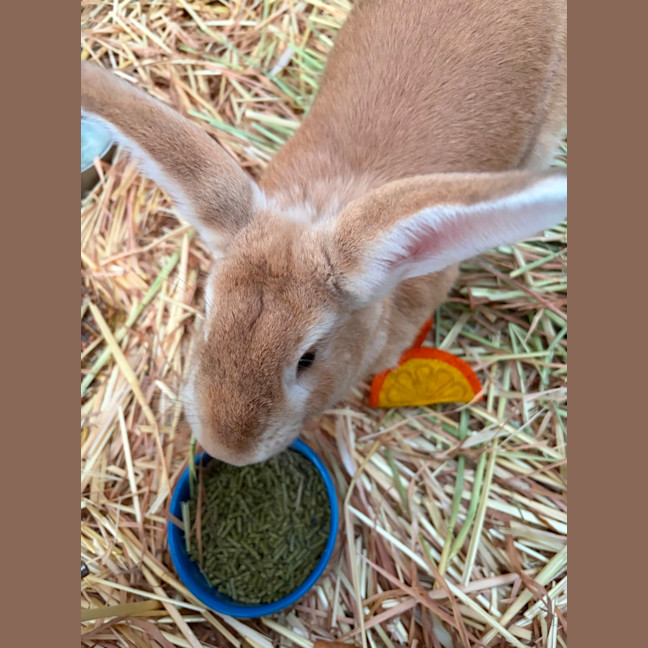 Photo of Ranger