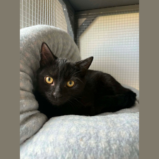 Photo of Boo