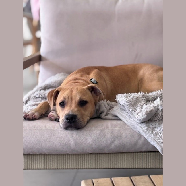 Photo of Buster   8 Month Old Staffy X Shar Pei