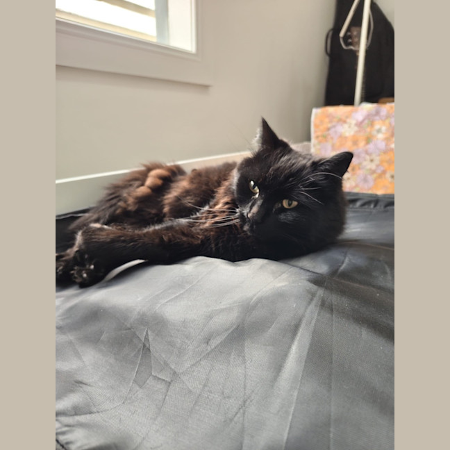 Photo of Leonard The Chatty Gentleman