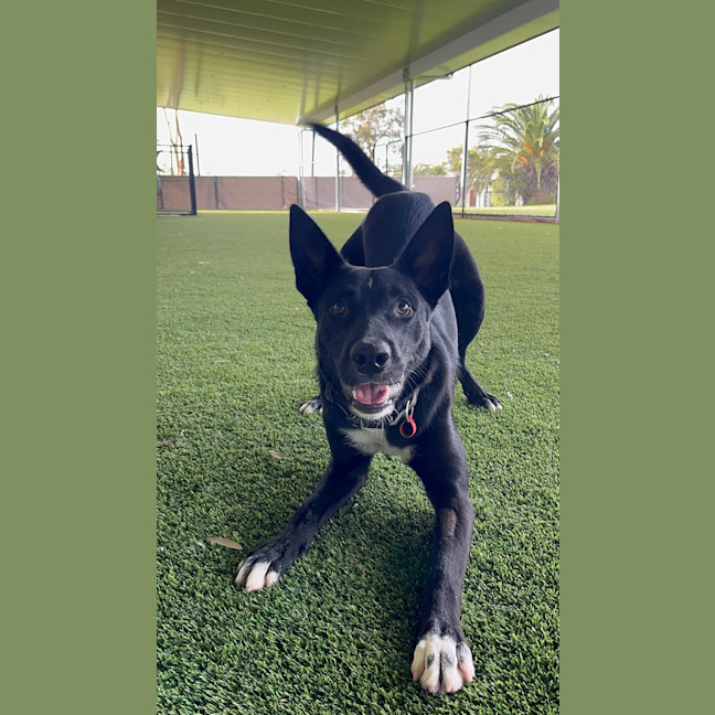 Photo of Ace