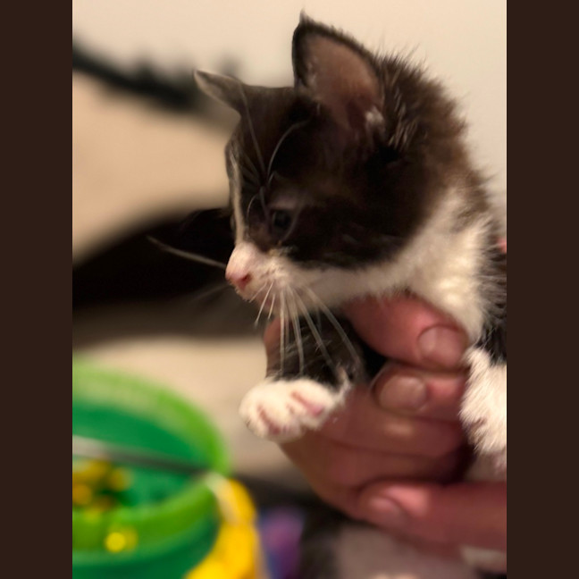 Photo of Poppy