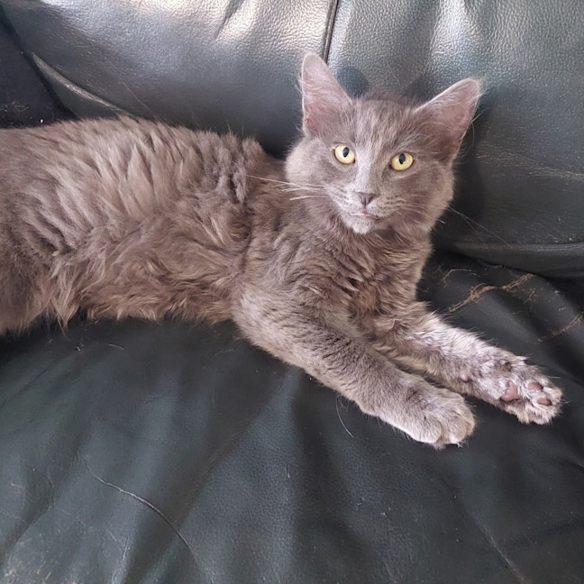 Photo of Nyla