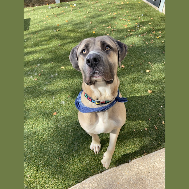 Photo of Shadow