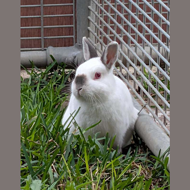 Photo of Casper