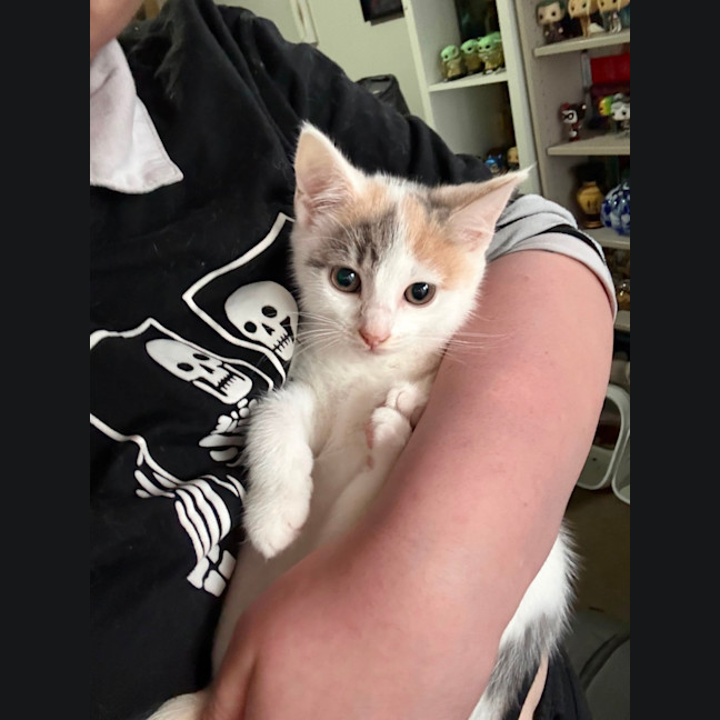 Photo of Cleona **2nd Chance Cat Rescue**