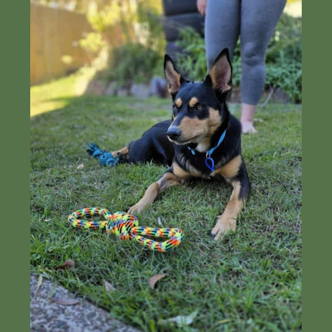 Photo of Teddy   9 Month Old Kelpie