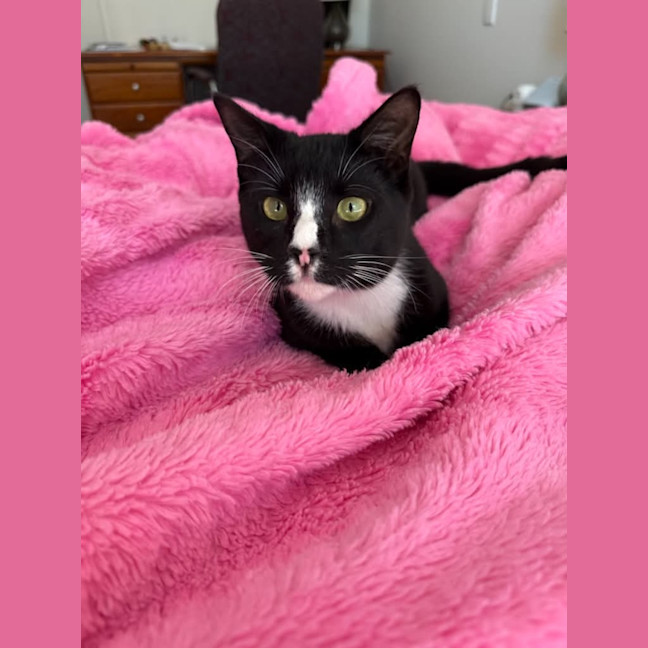 Photo of Twix
