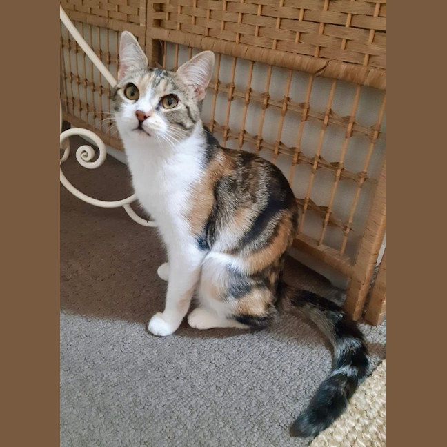 Photo of Marshmallow