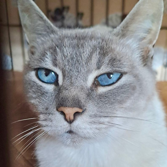Photo of Kimba