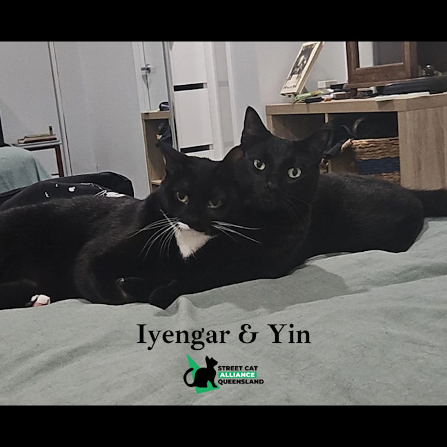 Photo of Yin