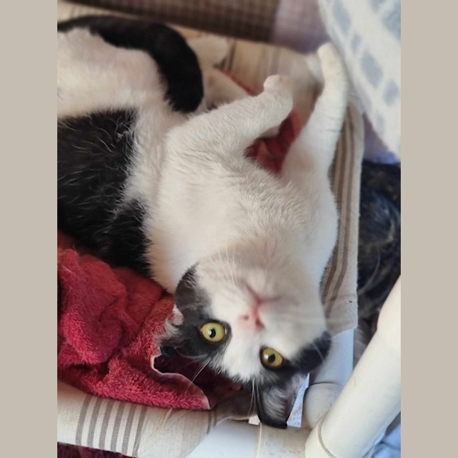 Photo of Sylvester