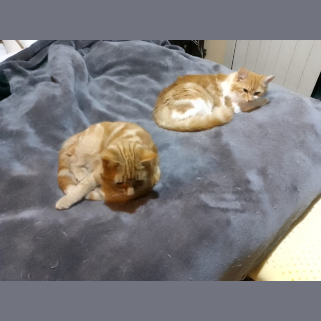 Photo of Hissy Miggins