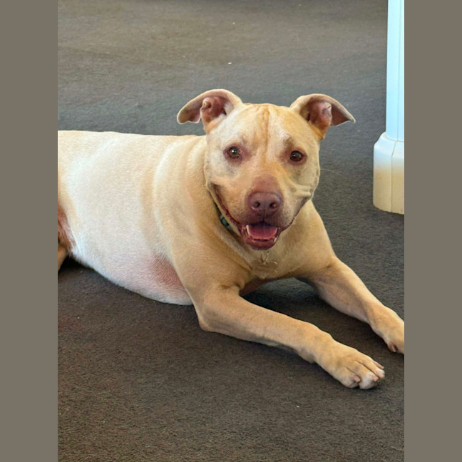 Photo of Topaz   7 Year Old Staffy