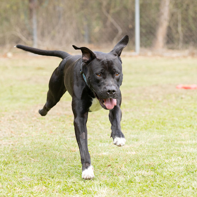 Photo of Taz
