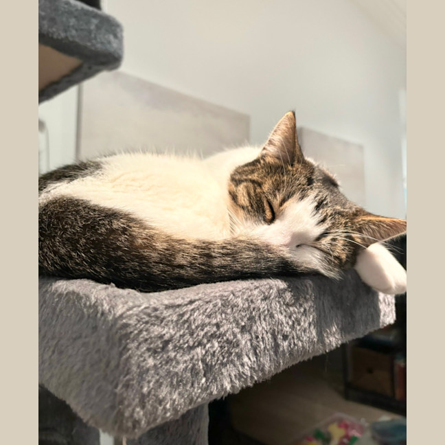 Photo of Ollie