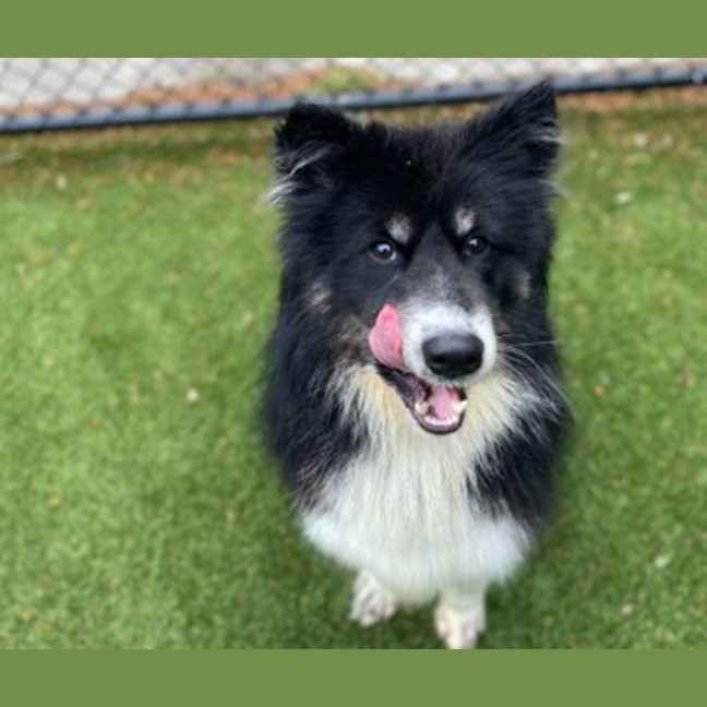Photo of Toby