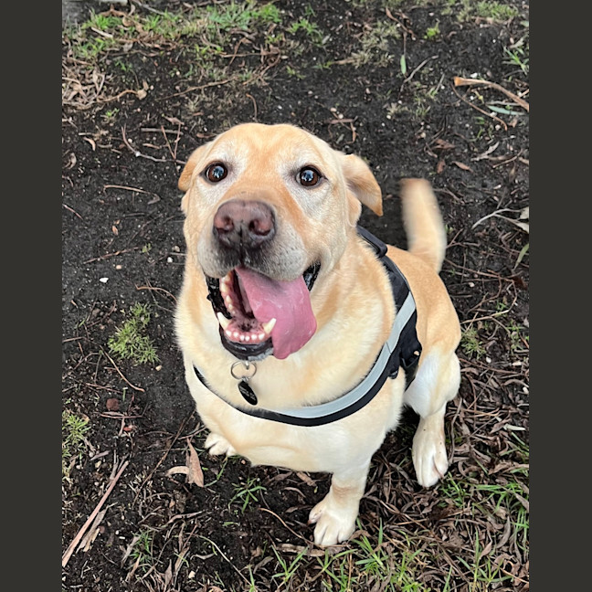 Photo of Arlo