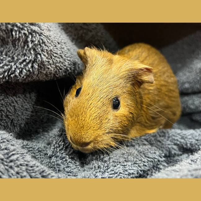 Photo of Teddy