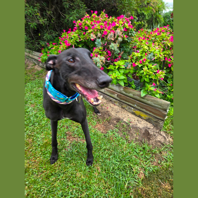 Photo of Jay, The Greyhound