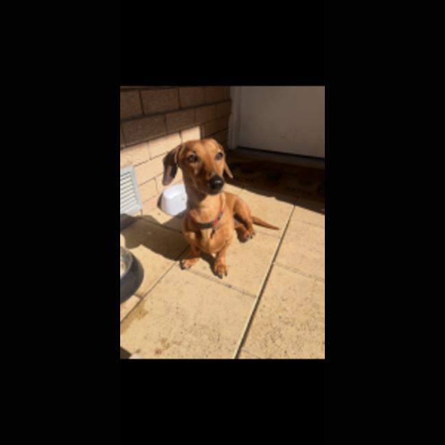 Photo of Schnitzel