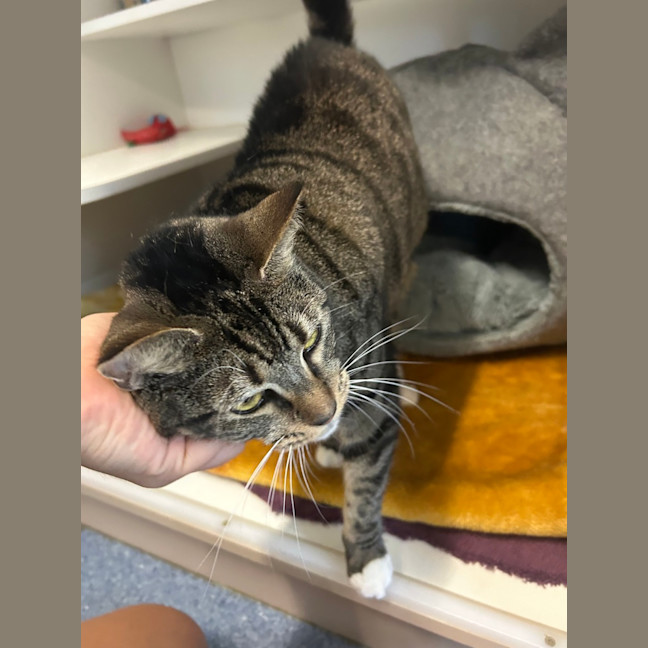 Photo of Tabby