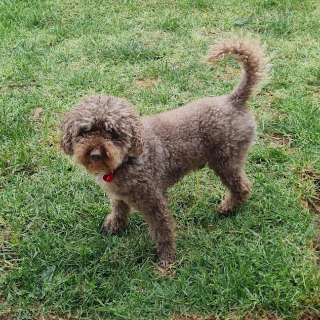 Photo of Harry Valenti