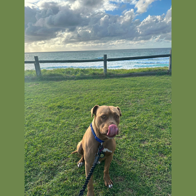 Photo of Maple