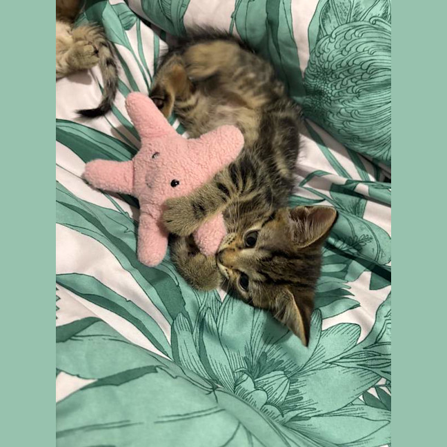 Photo of Poncho