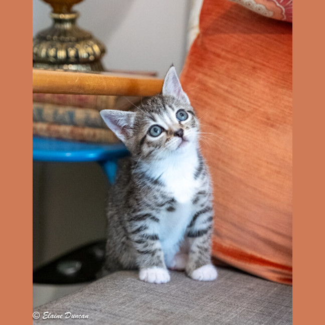 Photo of Button