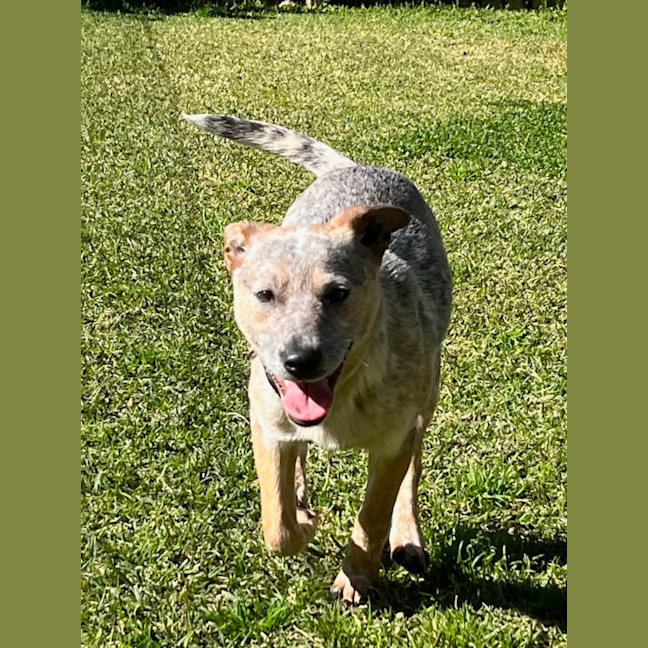 Photo of Luna
