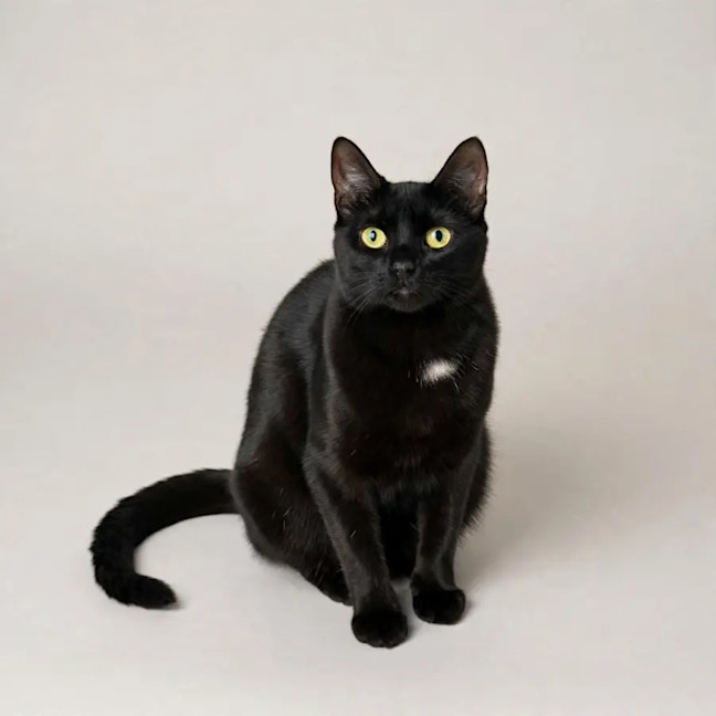Photo of Raven
