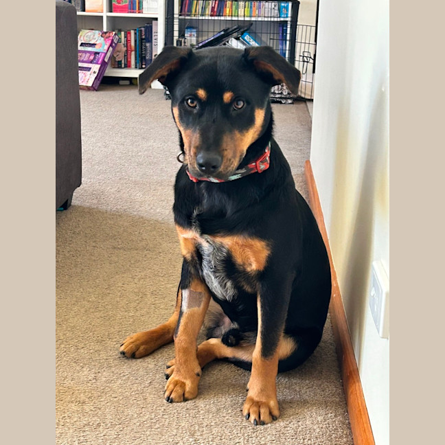 Photo of Louie