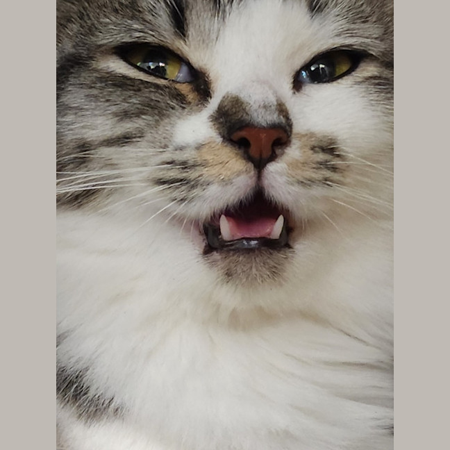 Photo of Lady Whiskers