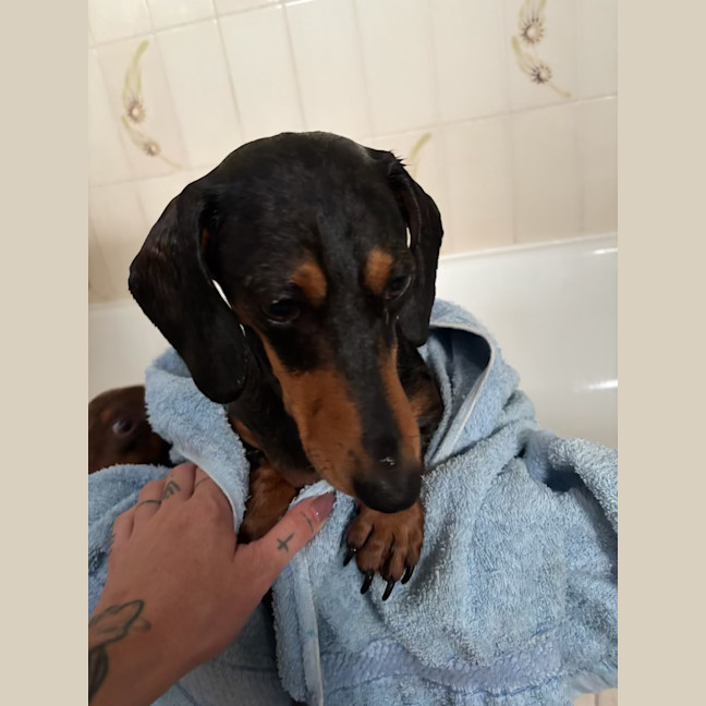 Photo of Bowie And Wombat