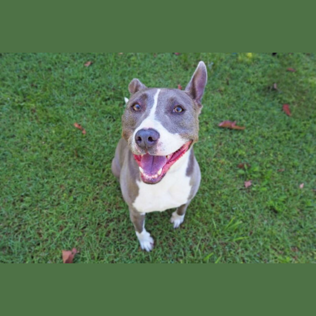 Photo of Bluey