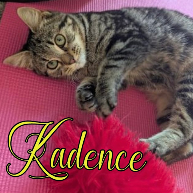 Photo of Kadence 