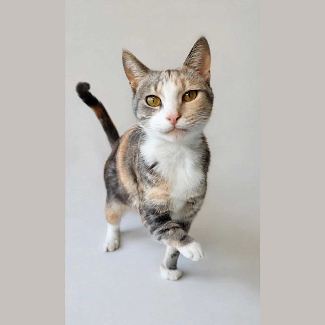 Photo of Lady Marmalade 