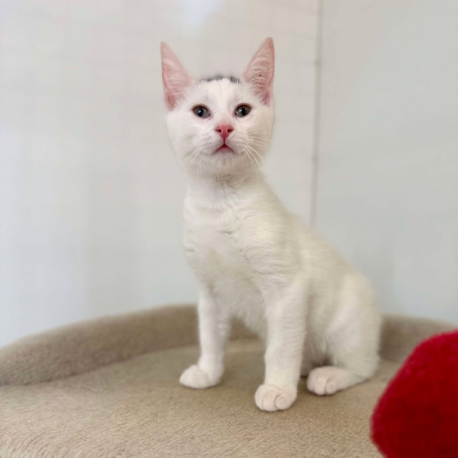 Photo of Bernie   Located In Bellfield