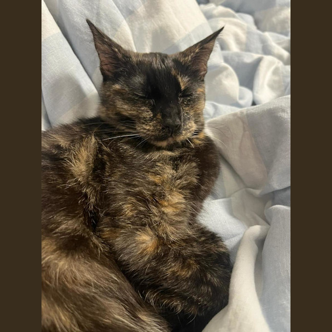 Photo of Meeko