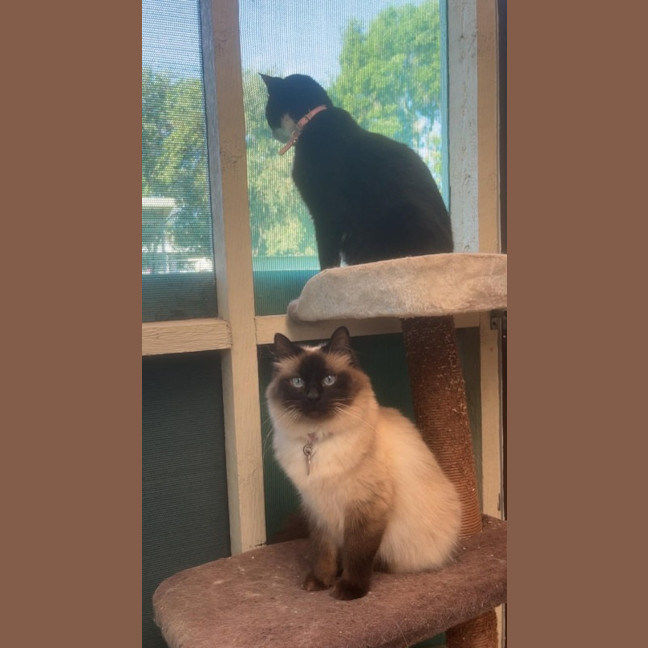Photo of Kitty