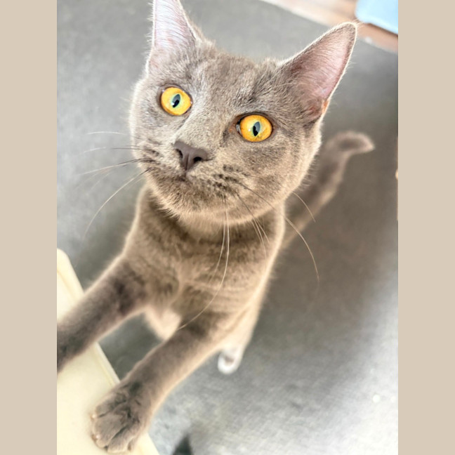 Photo of Rocket