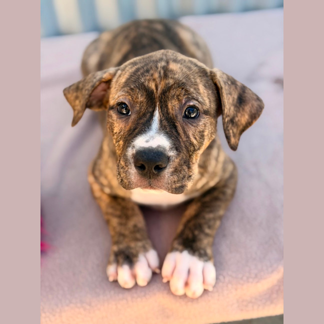 Photo of Gidget